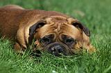 BULLMASTIFF 424